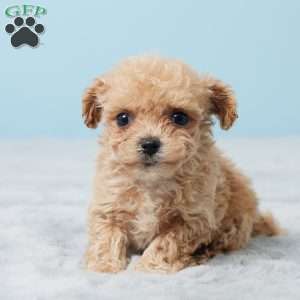 Belle, Bich-Poo Puppy